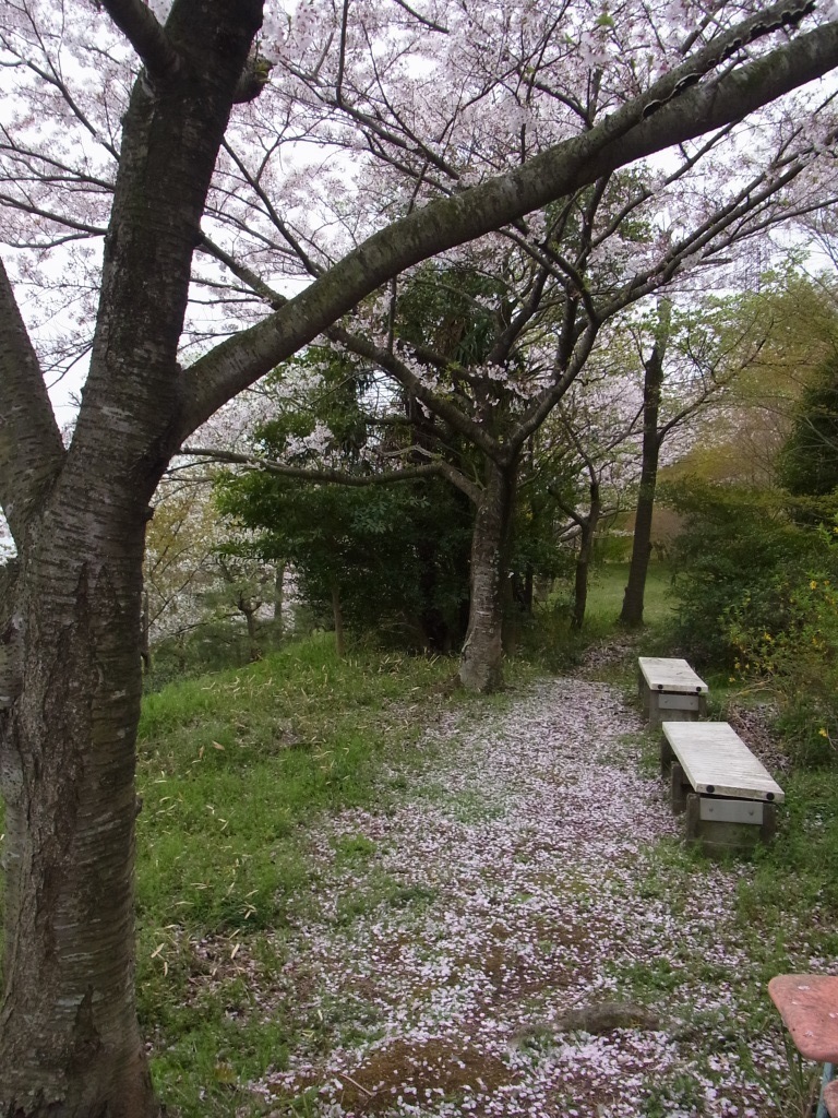 ひさかたの光のどけき春の日にしづ心なく花のちるらむ 総合心療センターひなが 園芸療法ガーデンblog